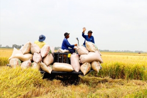 Hôm nay 24/10, giá gạo quay đầu giảm 300 đồng/kg