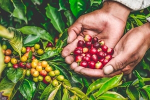 Giá cà phê hôm nay 25/10: Cà phê tăng 1.000 đồng/kg