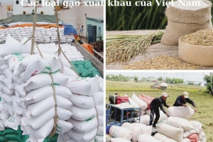 Hôm nay 30/10, giá lúa gạo đồng loạt tăng