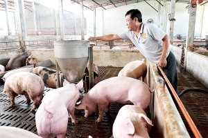 Giá heo hơi hôm nay 31/10: Tăng giảm trái chiều tại các địa phương