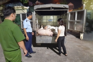 Phát hiện gần 500kg thịt lợn không bảo đảm an toàn thực phẩm