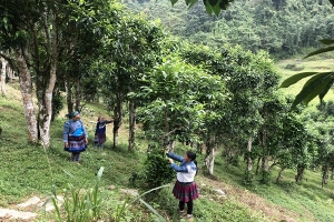 Lào Cai: Đánh giá tính khả thi để xây dựng sản phẩm du lịch vùng đồng bào dân tộc thiểu số và miền núi