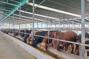 Gia Lai triển khai công tác phòng chống dịch bệnh động vật trên cạn và thủy sản