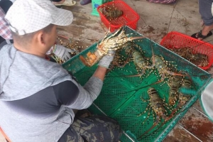 Hàng loạt đơn tôm hùm bông bị ách tắc do Trung Quốc dừng nhập khẩu