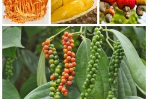 Bình Phước công nhận sản phẩm nông nghiệp chất lượng cao, tiêu biểu lần thứ III năm 2023