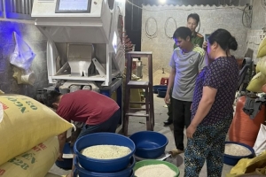 Phát hiện hộ kinh doanh gạo "Séng cù xanh" nhuộm từ lá dứa không đúng quy định