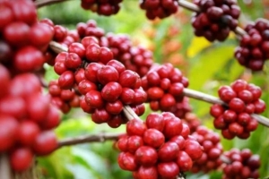 Giá cà phê hôm nay 13/11: Đi ngang, cao nhất 58.300 đồng/kg