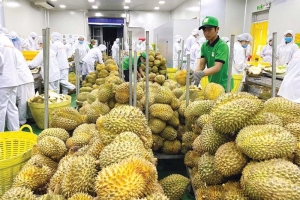 Phải từ bỏ tư duy “đánh quả” khi xuất khẩu