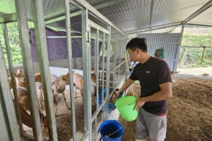 Mô hình nuôi hươu lấy nhung giúp bà con thoát nghèo, vươn lên làm giàu