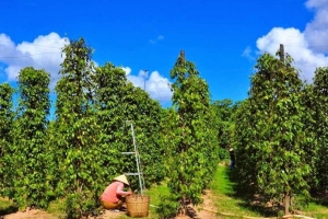 Giá tiêu hôm nay 26/11: Thị trường hồ tiêu liên tục đi lên, giá tiêu tăng 1.000 - 1.500 đồng/kg