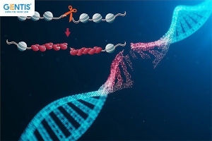 Xét nghiệm Sperm DNA - Hỗ trợ bác sĩ chẩn đoán vô sinh nam