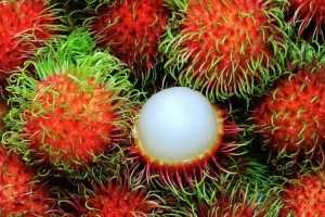 Quả chôm chôm Bến Tre được bảo hộ chỉ dẫn địa lý