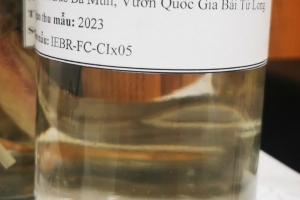 Phát hiện loài cua nước ngọt mới tại Quảng Ninh