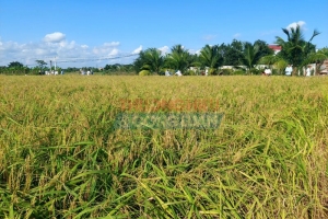 Chuyển giao canh tác thành công giống lúa được chứng nhận OCOP