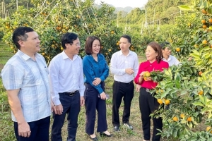 Tham quan mô hình kinh tế du lịch, nông nghiệp công nghệ cao tại huyện Thạch Thành