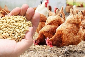 Việt Nam chi khoảng 6,8 tỷ USD nhập khẩu nguyên liệu thức ăn chăn nuôi trong năm 2023