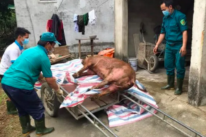 Phát hiện hơn 100 ổ dịch tả lợn Châu Phi tại Nghệ An