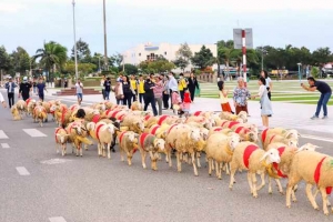 Ninh Thuận: Cận cảnh chào năm mới 2024 đàn cừu 300 con xuống phố diễu hành