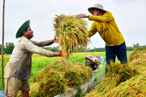 Giá lúa gạo hôm nay 03/01/2024: Quay đầu giảm với lúa