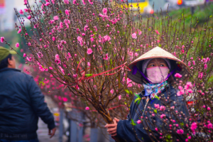 Hà Nội diễn ra lễ hội hoa đào, quất cảnh và sản phẩm OCOP