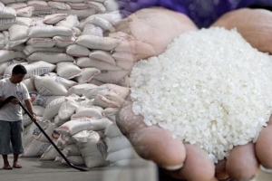 Giá lúa gạo hôm nay 5/1: Duy trì ổn định, lúa Đông Xuân cắt sau Tết được mua giá cao