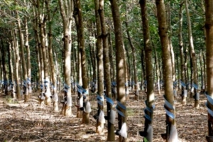 HAGL Agrico (HNG): Cổ đông Hoàng Anh Gia lai (HAG) muốn bán 13,3 triệu cổ phần