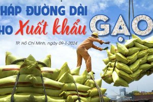 Giải pháp đường dài cho xuất khẩu gạo: Doanh nghiệp, nông dân cùng có lợi?