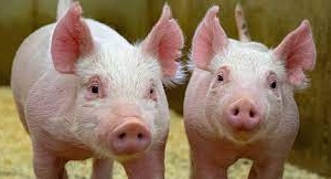 Giá heo hơi hôm nay 12/1: Tăng từ 1.000 - 2.000 đồng/kg