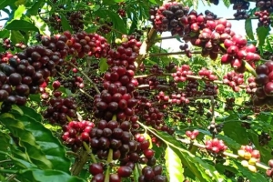 Giá cà phê hôm nay ngày 14/01: Giá cà phê trong nước giảm nhẹ khoảng 100 đồng/kg