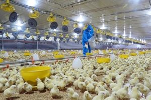 Kon Tum triển khai Đề án phát triển công nghiệp sản xuất giống vật nuôi