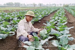 Xã Nam Dương (Nam Trực - Nam Định) bảo đảm nguồn cung rau màu phục vụ Tết Nguyên đán