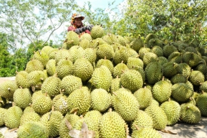Sầu riêng Việt Nam phải kiểm tra dư lượng thuốc bảo vệ thực vật khi đưa vào thị trường EU