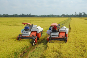 Giá lúa gạo hôm nay 22/1: Giá gạo giảm mạnh, thị trường giao dịch chậm