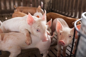 Giá heo hơi hôm nay 22/1: Đi ngang, cao nhất 58.000 đồng/kg