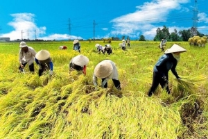 Luật đất đai 2024 quy định về bồi thường khi thu hồi đất nông nghiệp như thế nào?