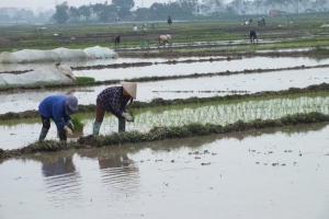 Rút ngắn 02 ngày lấy nước đổ ải vụ đông xuân, để tiết kiệm nguồn nước