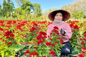 Niềm vui của người trồng hoa Tết
