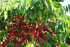 Giá cà phê hôm nay 01/02/2024: Tiếp tục tăng, sắp cán mức 80.000 đồng/kg