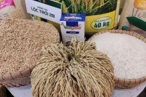 Giá lúa gạo hôm nay 01/02: Giá gạo tăng 200 – 500 đồng/kg
