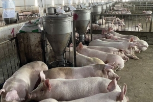 Giá heo hơi hôm nay 2/2: Giảm từ 1000 - 3000 đồng/kg