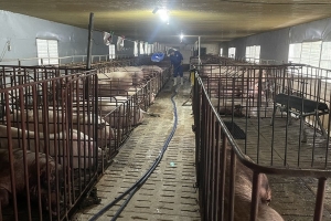 Thanh Hóa tăng cường phòng, chống bệnh dịch tả lợn châu Phi
