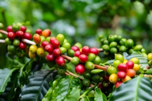Giá cà phê hôm nay 05/02: Hạ nhiệt, duy trì ở mức 78.400 đồng/kg
