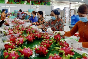 Nông dân và doanh nghiệp phải tuân thủ 04 đúng trong kiểm soát nông sản của thị trường nhập khẩu