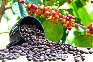 Giá cà phê hôm nay, 14/02: Giảm nhẹ 400 đồng/kg