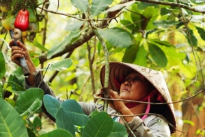 Đến năm 2030, đặt mục tiêu sản lượng hạt điều đạt 0,36 - 0,4 triệu tấn