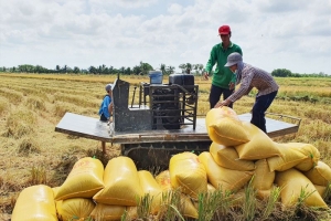 Giá lúa gạo hôm nay 16/2: Không có biến động, các thương lái lấy lúa khai trương đầu năm
