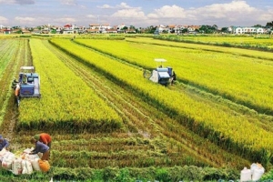Luật Đất đai 2024: Điều kiện chuyển đổi quyền sử dụng đất nông nghiệp