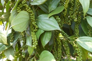 Giá tiêu hôm nay 26/2: Giảm đến 4.000 đồng/kg tại một số địa phương