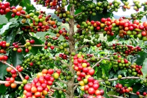 Giá cà phê hôm nay, 1/3: Giảm nhẹ 200 đồng/kg