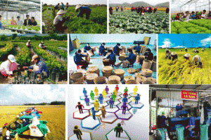 Bà Rịa – Vũng Tàu phấn đấu có khoảng 194 hợp tác xã trong năm 2024